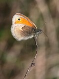 Coenonympha pamphilus