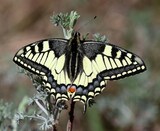 Papilio machaon