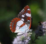 Limenitis reducta