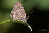 Leptotes pirithous