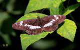 Limenitis camilla