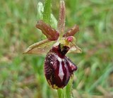 Ophrys incubacea