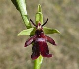 Ophrys insectifera