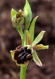 Ophrys sphegodes