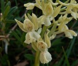 Orchis provincialis