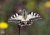 Papilio machaon