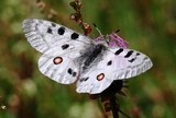 Parnassius apollo