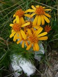 Senecio abrotanifolius