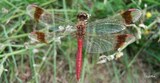 Sympetrum pedemontanum