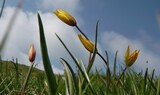 Tulipa australis