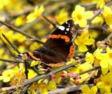 Vanessa atalanta