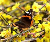 Vanessa atalanta