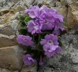 Primula recubariensis Prosser & Scorteg.