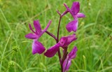 Anacamptis laxiflora