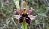 Ophrys bertolonii subsp. benacensis