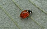 Coccinella septempunctata