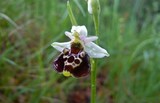 Ophrys holosericea