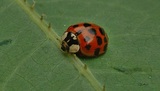 Harmonia axyridis