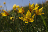 Tulipa sylvestris