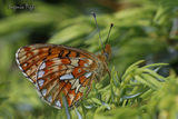 Boloria euphrosyne