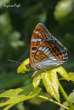 Limenitis populi