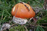 Amanita caesarea