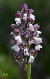 Anacamptis morio f. albina