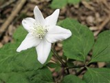 Anemone trifolia