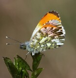 Antocharis cardamines