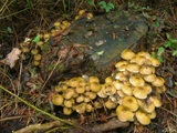 Armillaria mellea