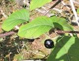 Atropa belladonna