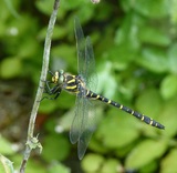 Cordulegaster boltonii