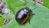 Chrysolina