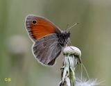 Coenonympha pamphilus