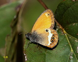 Coenonympha arcania