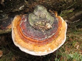 Fomitopsis pinicola