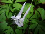 Corydalis solida