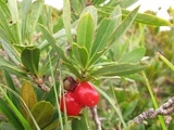 Daphne mezereum