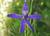 Delphinium consolida