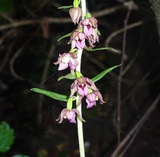 Epipactis helleborine