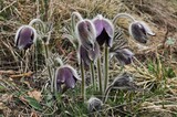 Pulsatilla montana