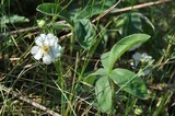 Potentilla alba