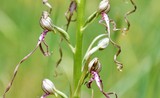 Himantoglossum adriaticum