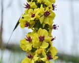 Verbascum alpinum,