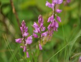 Polygala comosa