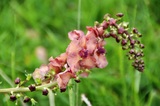 Verbascum ibrido