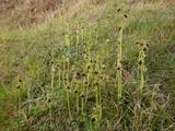 Ophrys sphegodes