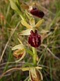 Ophrys sphegodes