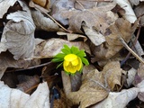 Eranthis hyemalis