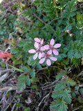 Erodium cicutarium